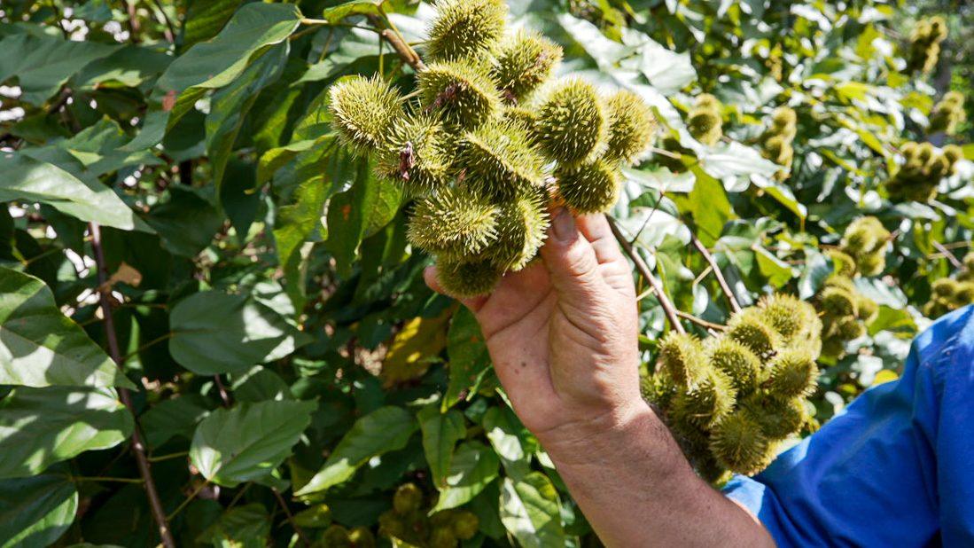 A hand holding a cluster of spiky green seed pods on a leafy tree.