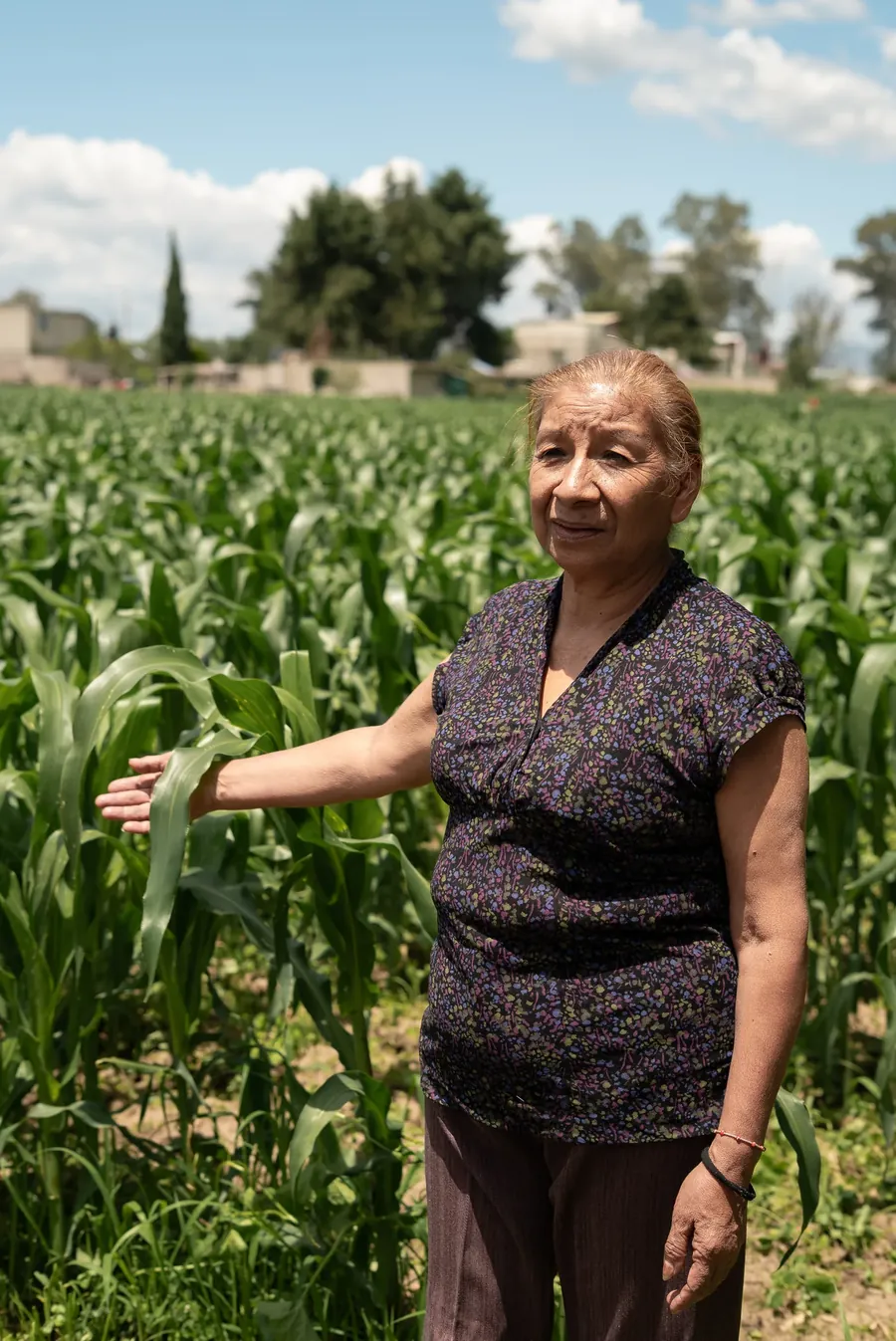 A corn grower in her field in Mexico